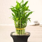 Plante Feng Shui